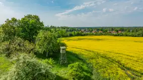 Rzepakowe pola widoczne z lotu ptaka, maj 2024 r. - zdjęcie 46