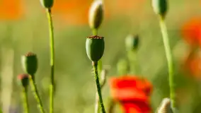 Czerwień mazurskich maków, czerwiec 2024 r. - zdjęcie 26