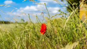 Czerwień mazurskich maków, czerwiec 2024 r. - zdjęcie 8