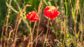 Czerwień mazurskich maków, czerwiec 2024 r. - zdjęcie 5