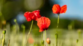 Czerwień mazurskich maków, czerwiec 2024 r. - zdjęcie 10