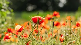 Czerwień mazurskich maków, czerwiec 2024 r. - zdjęcie 12