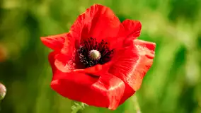 Czerwień mazurskich maków, czerwiec 2024 r. - zdjęcie 35