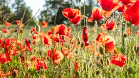 Czerwień mazurskich maków, czerwiec 2024 r. - zdjęcie 13