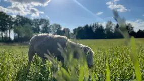 Odkryj Smak Mazur: Wybierz Lokalne Produkty z Gospodarstwa Ekologicznego Mazurska Jagnięcina na Swój Rejs Jachtem - zdjęcie 15