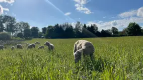 Odkryj Smak Mazur: Wybierz Lokalne Produkty z Gospodarstwa Ekologicznego Mazurska Jagnięcina na Swój Rejs Jachtem - zdjęcie 12