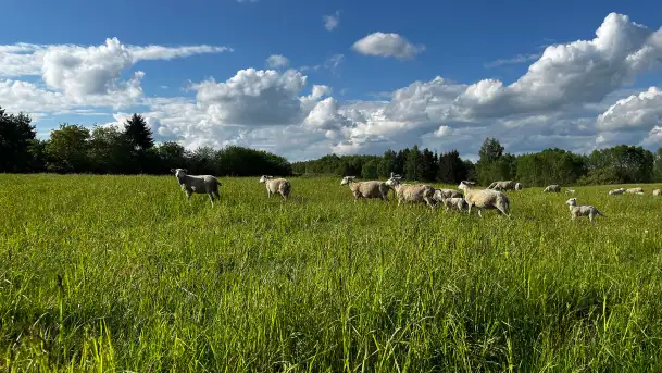 Odkryj Smak Mazur: Wybierz Lokalne Produkty z Gospodarstwa Ekologicznego Mazurska Jagnięcina na Swój Rejs Jachtem - zdjęcie 7