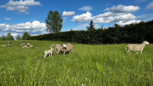 Odkryj Smak Mazur: Wybierz Lokalne Produkty z Gospodarstwa Ekologicznego Mazurska Jagnięcina na Swój Rejs Jachtem - zdjęcie 5