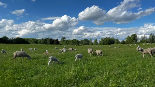 Odkryj Smak Mazur: Wybierz Lokalne Produkty z Gospodarstwa Ekologicznego Mazurska Jagnięcina na Swój Rejs Jachtem - zdjęcie 3