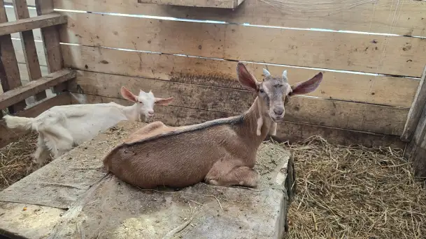 Chèvre au lait: Kozie Sery Tworzone z Pasją przez Panią Martę - zdjęcie 7
