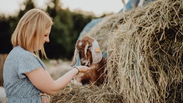 Chèvre au lait: Kozie Sery Tworzone z Pasją przez Panią Martę - zdjęcie 2