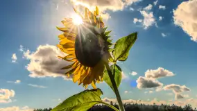 Mazurskie słoneczniki, sierpień 2024 r. - zdjęcie 5