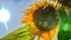 Mazurskie słoneczniki, sierpień 2024 r. - zdjęcie 10