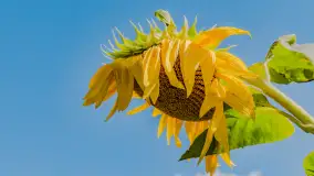 Mazurskie słoneczniki, sierpień 2024 r. - zdjęcie 3