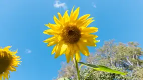 Mazurskie słoneczniki, sierpień 2024 r. - zdjęcie 8