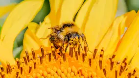 Mazurskie słoneczniki, sierpień 2024 r. - zdjęcie 4