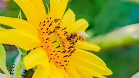 Mazurskie słoneczniki, sierpień 2024 r. - zdjęcie 16