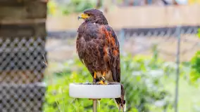 Festiwal Kultury Średniowiecza Masuria 2024, fotorelacja - zdjęcie 24