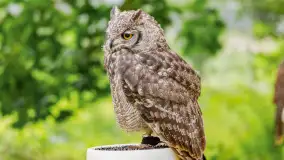 Festiwal Kultury Średniowiecza Masuria 2024, fotorelacja - zdjęcie 28