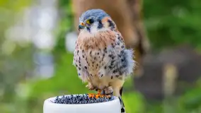 Festiwal Kultury Średniowiecza Masuria 2024, fotorelacja - zdjęcie 57