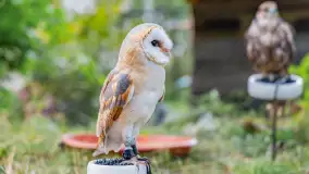 Festiwal Kultury Średniowiecza Masuria 2024, fotorelacja - zdjęcie 52