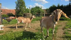 Odkryj Wyjątkowy Smak Kozich Serów od Pani Marty z Mazurskiej Firmy Chèvre au lait - zdjęcie 3