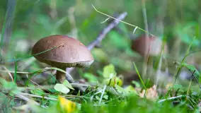 Grzybobranie z Ośrodkiem Wypoczynkowym Wodnik – Święto Lasu i Grzybów - zdjęcie 7