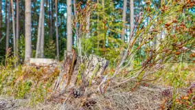 Puszcza Piska na początku września 2024 r. - zdjęcie 33