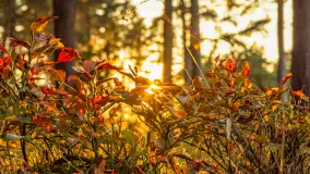 Puszcza Piska na początku września 2024 r. - zdjęcie 7