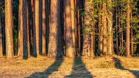 Puszcza Piska na początku września 2024 r. - zdjęcie 13