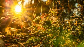 Puszcza Piska na początku września 2024 r. - zdjęcie 17