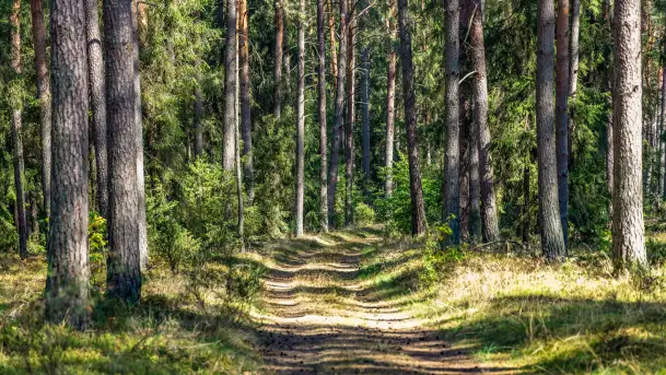 Puszcza Piska na początku września 2024 r. - zdjęcie 2
