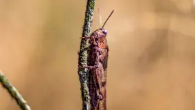 Puszcza Piska na początku września 2024 r. - zdjęcie 18