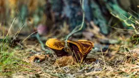 Puszcza Piska na początku września 2024 r. - zdjęcie 59