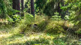 Puszcza Piska na początku września 2024 r. - zdjęcie 78