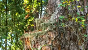 Puszcza Piska na początku września 2024 r. - zdjęcie 82