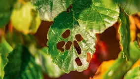 Puszcza Piska na początku września 2024 r. - zdjęcie 138