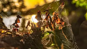 Puszcza Piska na początku września 2024 r. - zdjęcie 136