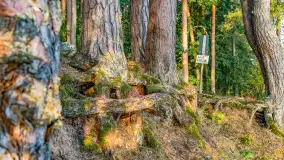 Puszcza Piska na początku września 2024 r. - zdjęcie 56