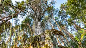 Puszcza Piska na początku września 2024 r. - zdjęcie 104