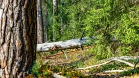 Puszcza Piska na początku września 2024 r. - zdjęcie 116