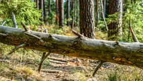 Puszcza Piska na początku września 2024 r. - zdjęcie 124