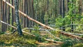 Puszcza Piska na początku września 2024 r. - zdjęcie 121