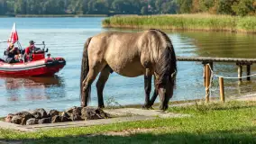Koniki Polskie na bindudze Tarpan II, wrzesień 2024 r. - zdjęcie 10