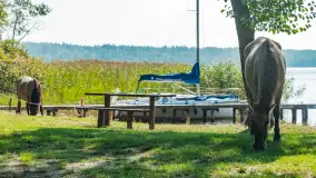 Koniki Polskie na bindudze Tarpan II, wrzesień 2024 r. - zdjęcie 25