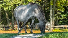 Koniki Polskie na bindudze Tarpan II, wrzesień 2024 r. - zdjęcie 9