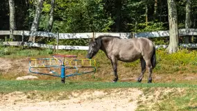 Koniki Polskie na bindudze Tarpan II, wrzesień 2024 r. - zdjęcie 27
