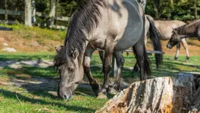 Koniki Polskie na bindudze Tarpan II, wrzesień 2024 r. - zdjęcie 19