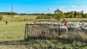 Fotorelacja z Mazurskiego Redyku w Sołdanach, październik 2024 - zdjęcie 53