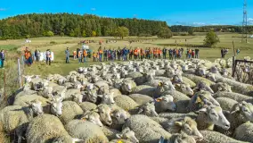 Fotorelacja z Mazurskiego Redyku w Sołdanach, październik 2024 - zdjęcie 17